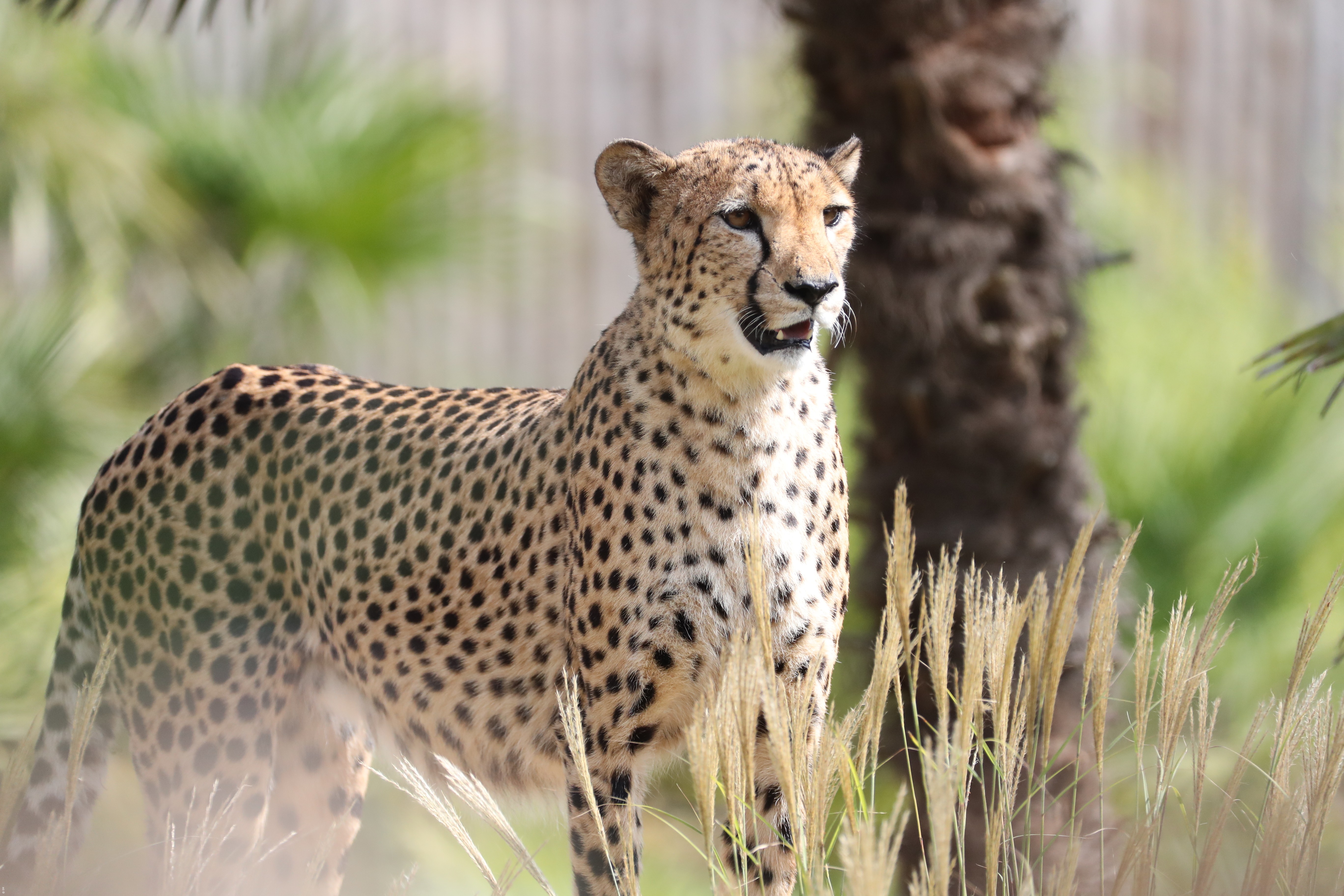 ZooParc de Beauval